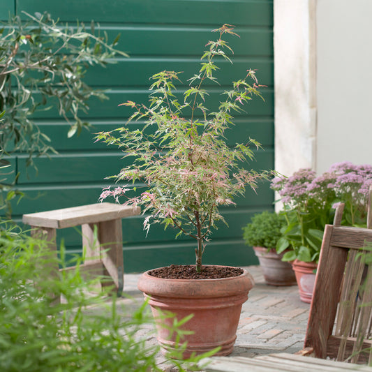 Japanse esdoorn 'Taylor' - Bakker