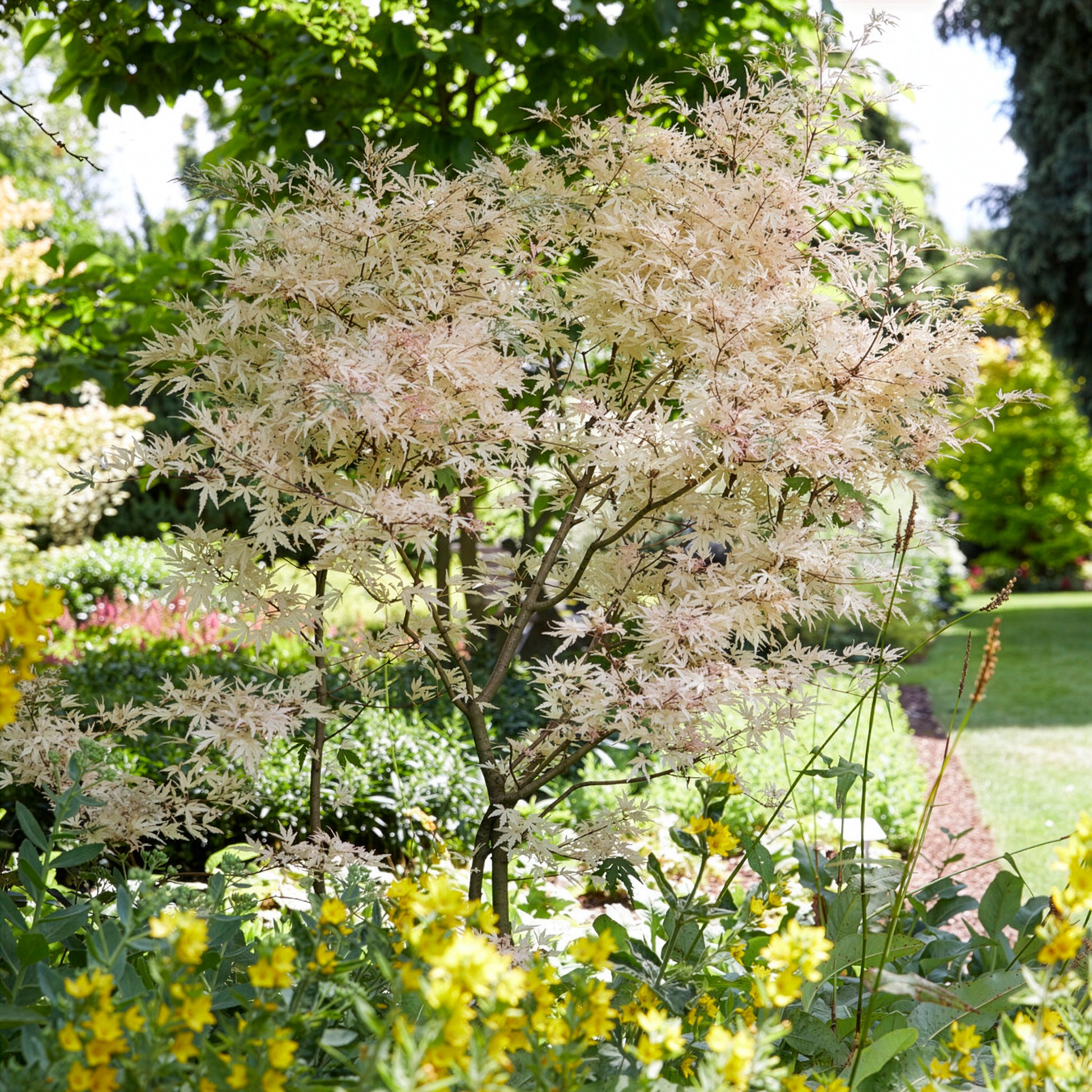 Acer palmatum Taylor - Japanse esdoorn 'Taylor' - Japanse esdoorn