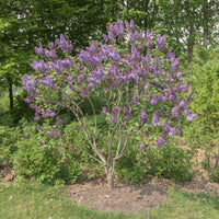 Sering 'Sensation' - Syringa vulgaris sensation - Bakker