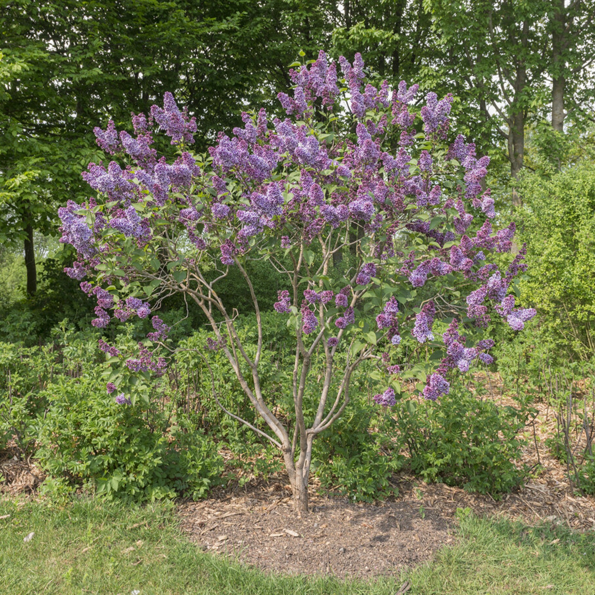 Sering 'Sensation' - Syringa vulgaris sensation - Bakker