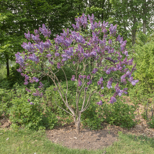 Sering 'Sensation' - Syringa vulgaris sensation - Bakker