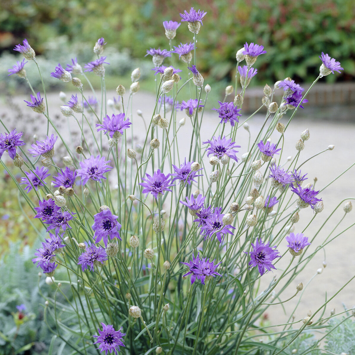 Blauwe strobloem - Bakker