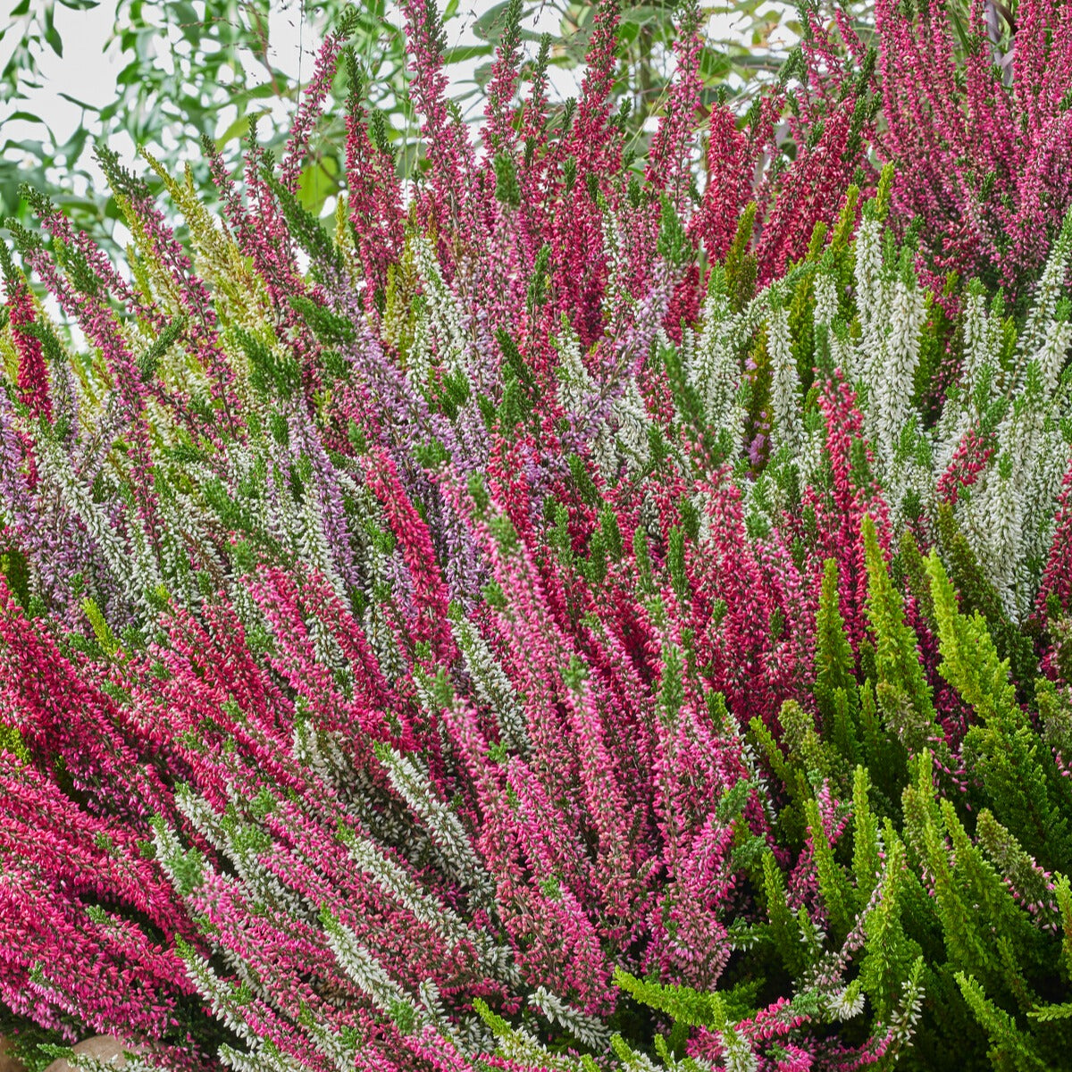 Struikheide - rood + wit + roze (x3) - Calluna vulgaris - Bakker