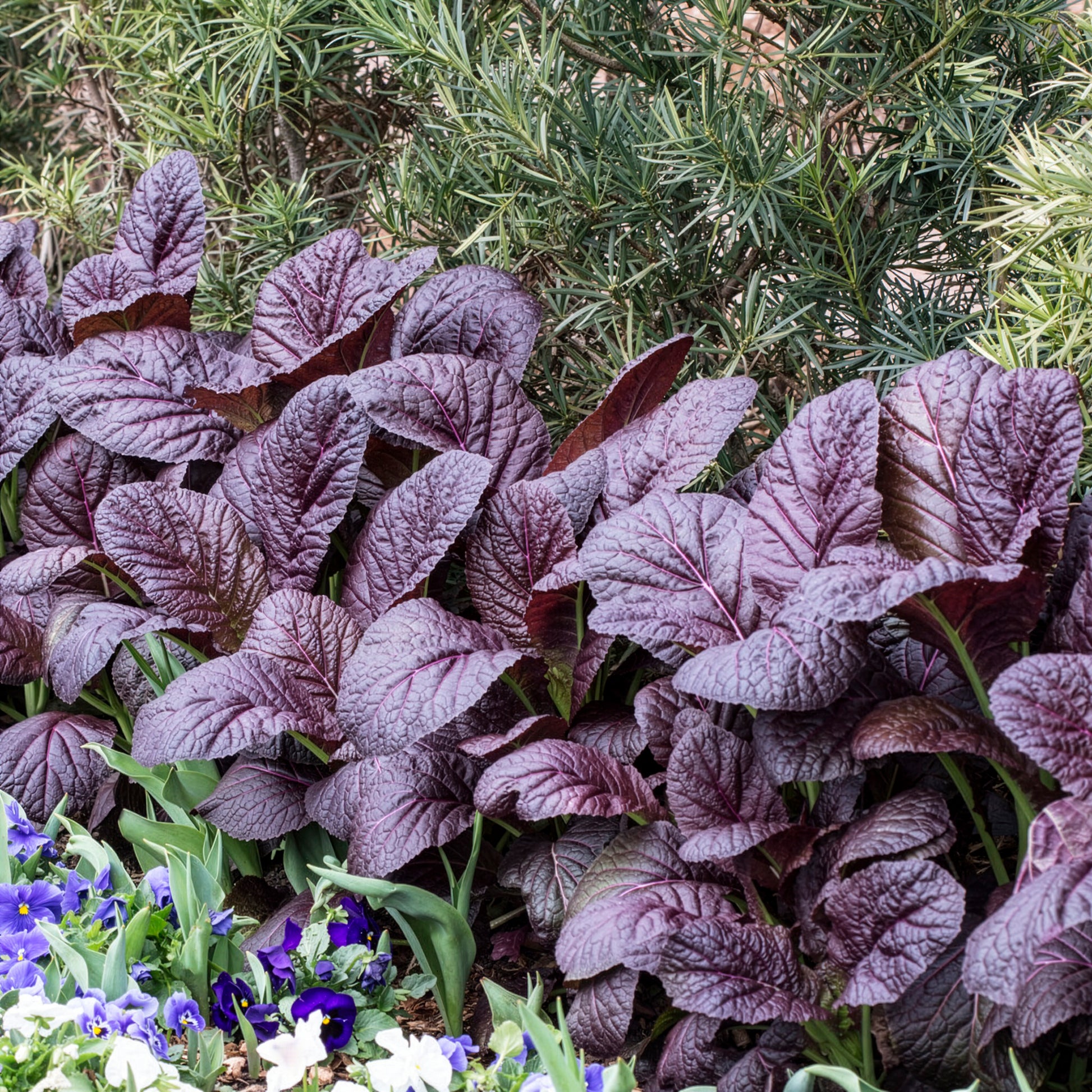 Bladkool 'Red Giant' - BIO - Brassica juncea integrifolia red giant - Bakker