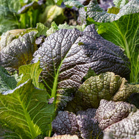 Bladkool 'Red Giant' - BIO - Bakker