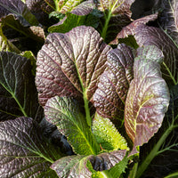 Brassica juncea integrifolia red giant - Bladkool 'Red Giant' - BIO - Biologische kruiden