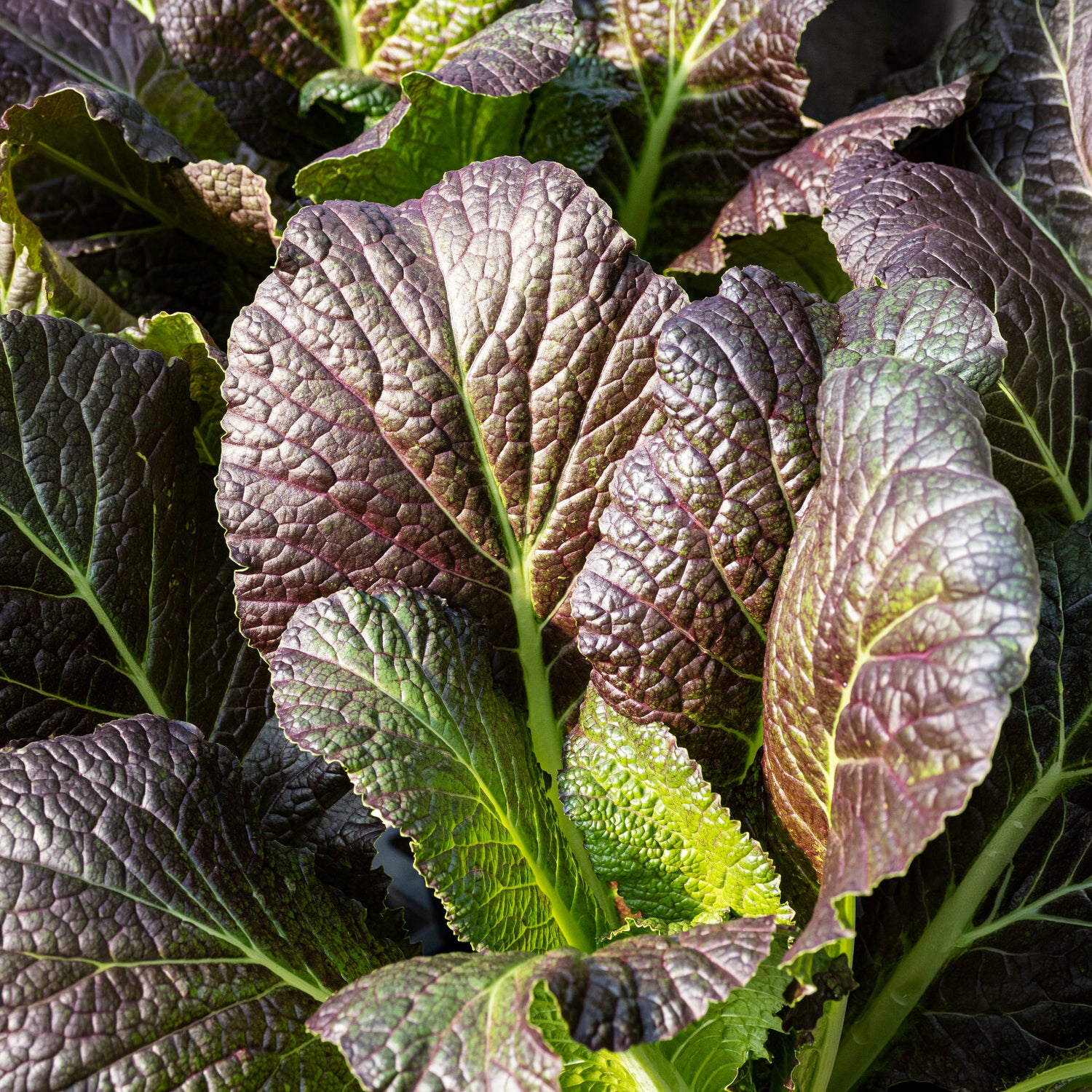 Brassica juncea integrifolia red giant - Bladkool 'Red Giant' - BIO - Biologische kruiden