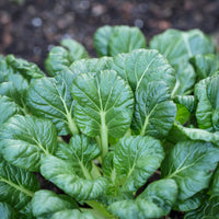 Brassica rapa rosularis - Tatsoi - BIO - Koolzaden