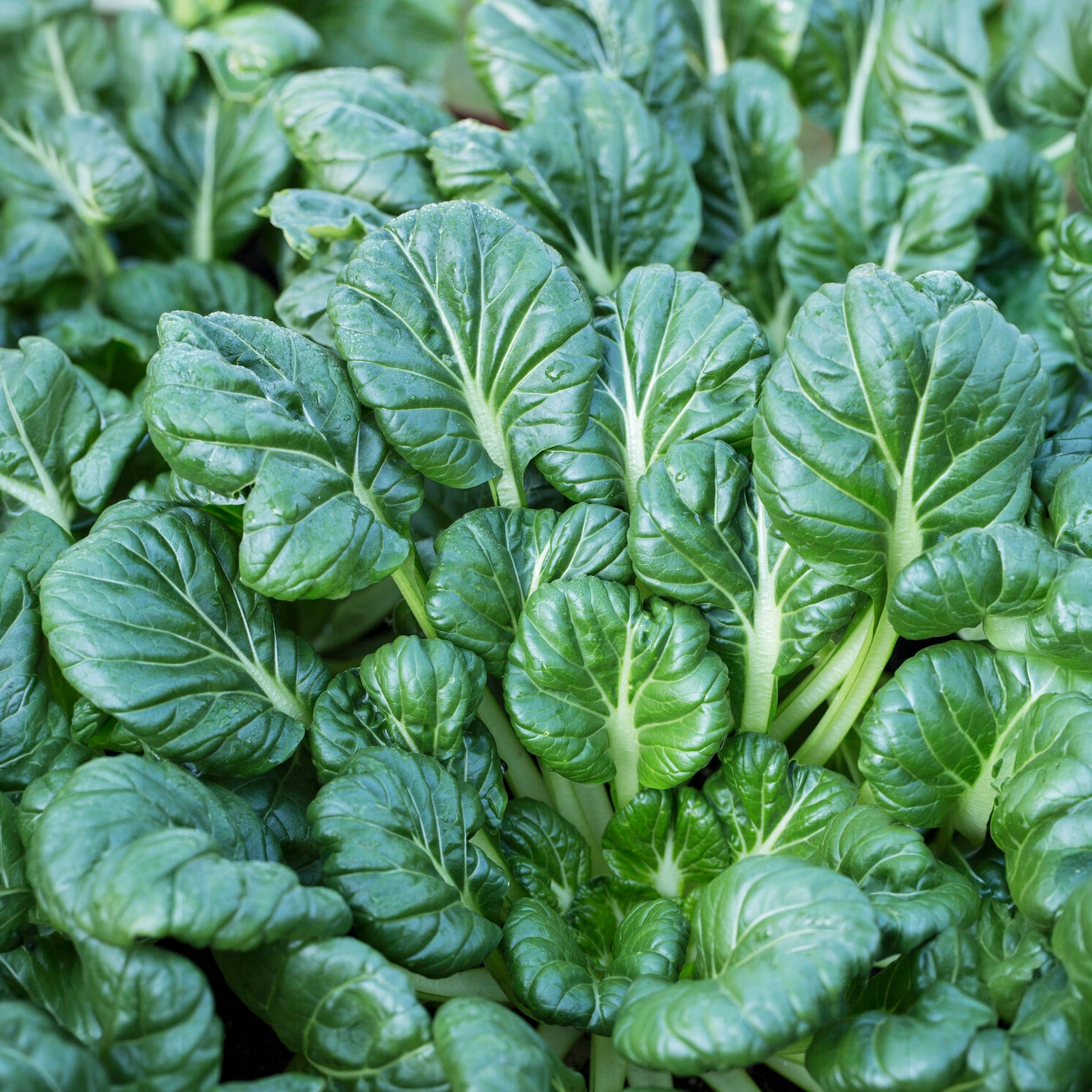 Koolzaden - Tatsoi - BIO - Brassica rapa rosularis