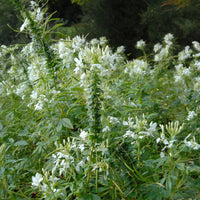 Cleome spinosa white queen - Kattensnor Cleome White Queen - Cleome - Kattensnor