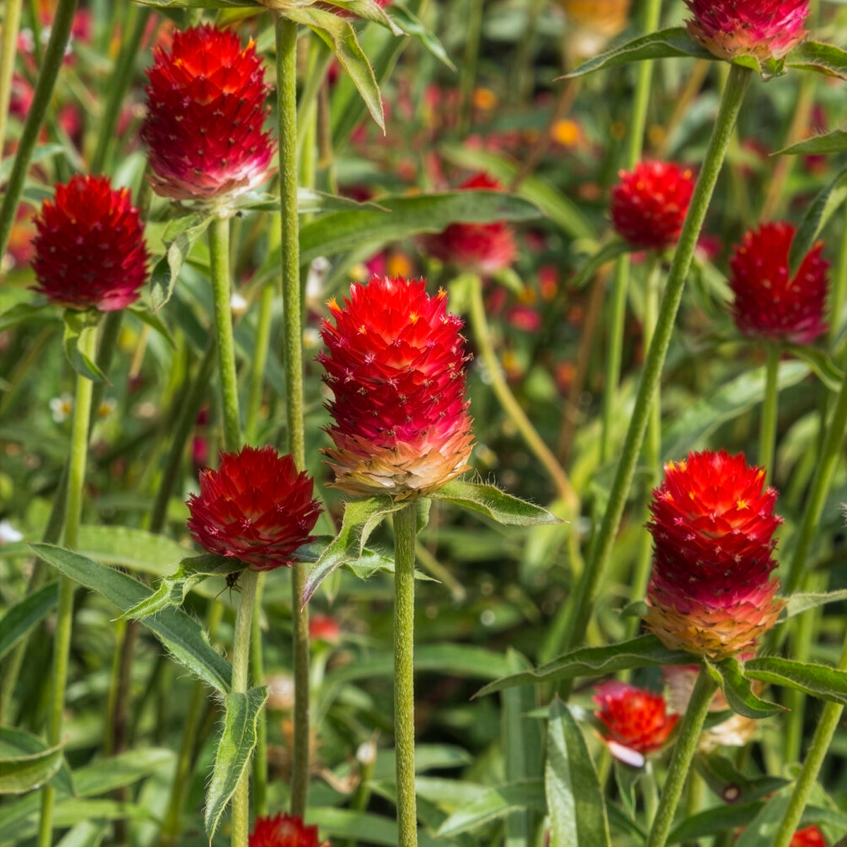 Kogelamarant - Gomphrena haageana Strawberry Fields - Bakker
