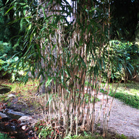 Fargesia robusta campbell - Bamboe Fargesia 'Campell' - Niet-invasieve bamboe