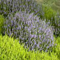 Struikheide 'Spring Torch' - Calluna vulgaris Spring Torch - Bakker