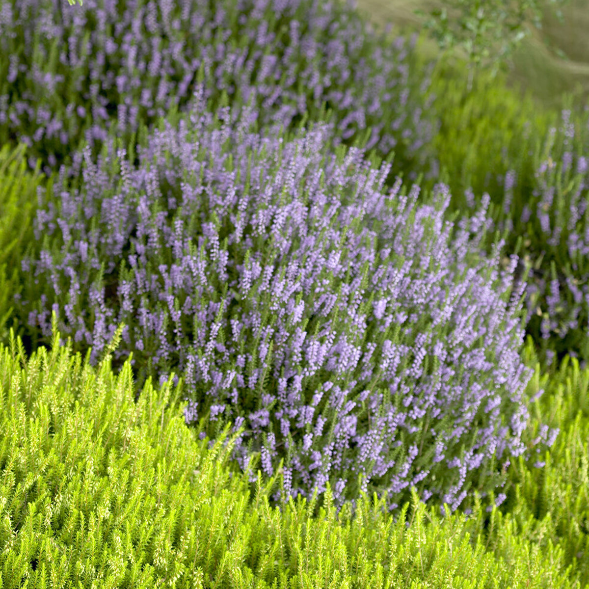 Struikheide 'Spring Torch' - Calluna vulgaris Spring Torch - Bakker