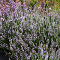 Struikheide 'Spring Torch' - Bakker