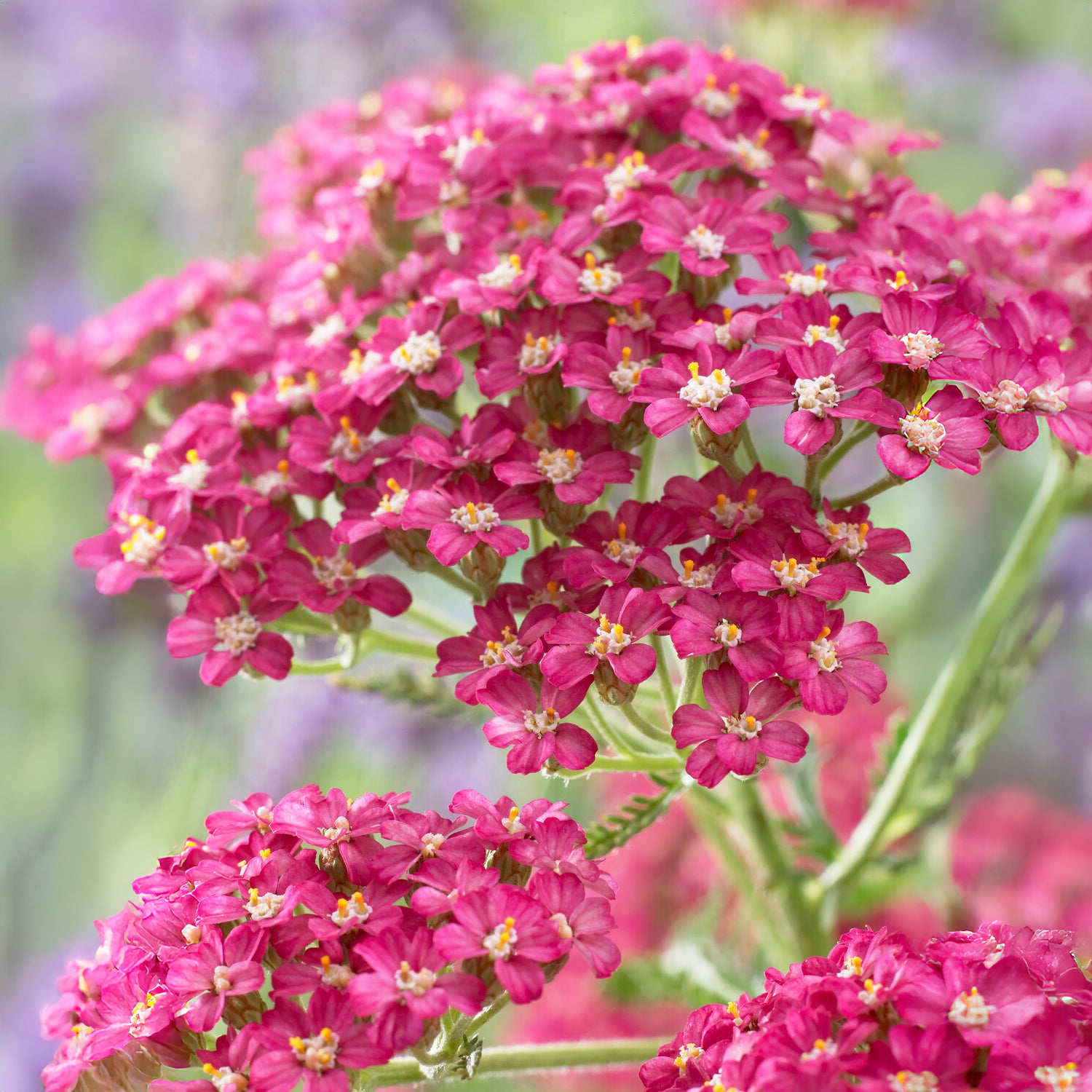 Duizendblad Excel - Bakker