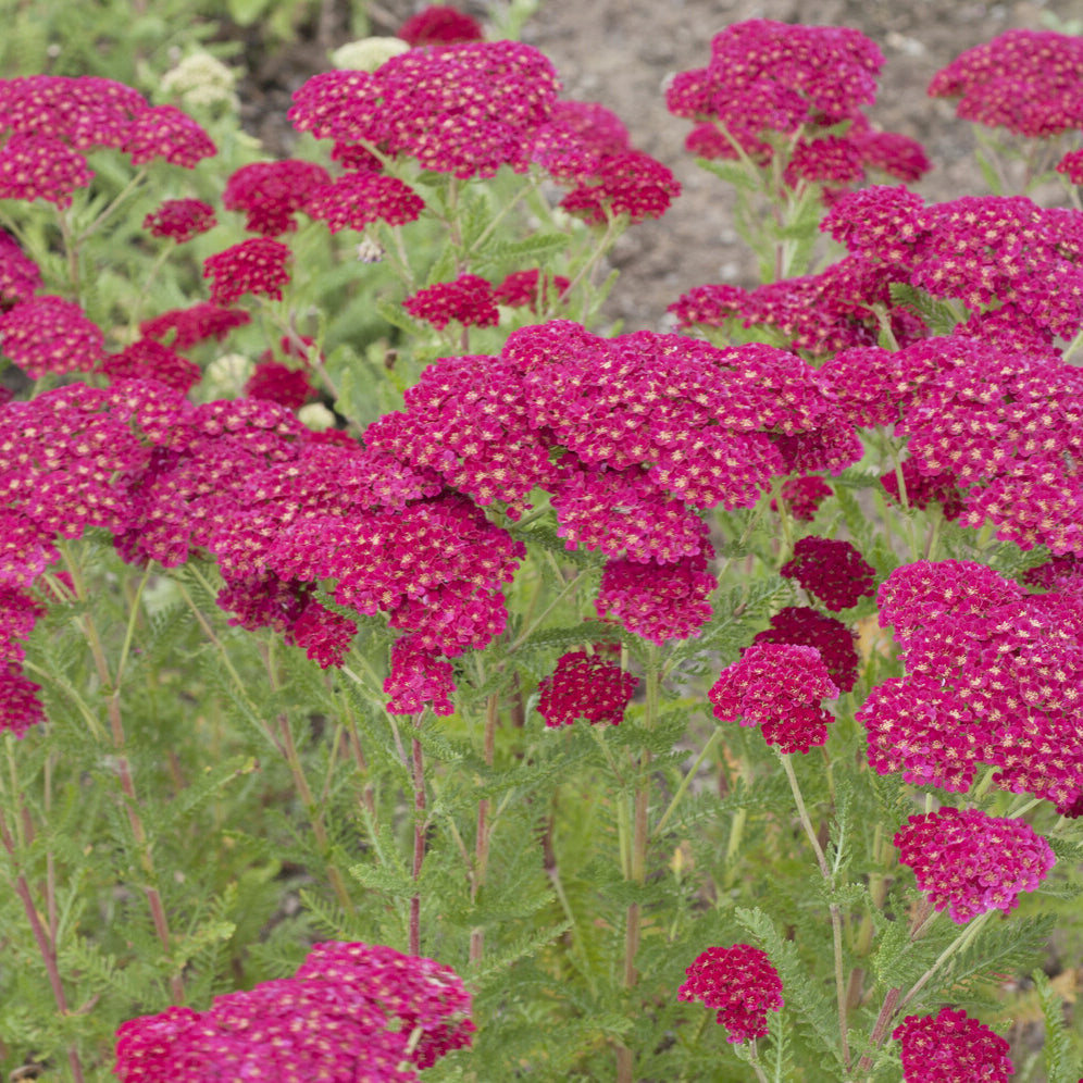 Achillea millefolium Pomegranate - Duizendblad millefeuille Pomegranate - Duizendblad