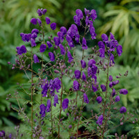 Monnikskap Sparks Variety - Aconitum henryi Spark's Variety - Bakker