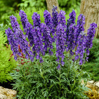 Monnikskap Casque de Jupiter - Aconitum napellus - Bakker