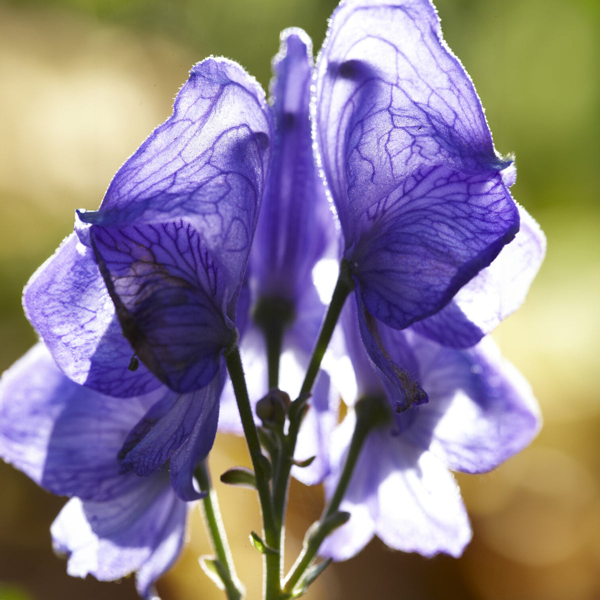 Aconitum - Monnikskap Casque de Jupiter - Aconitum napellus