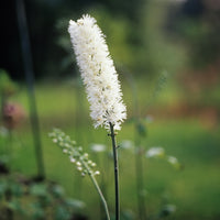 Christoffelkruid Bugbane - Actaea racemosa - Bakker