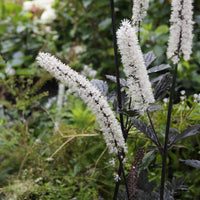 Actée simplex atropurpurea - Bakker