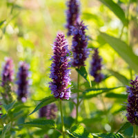 Dropplant Beelicious Purple - Bakker