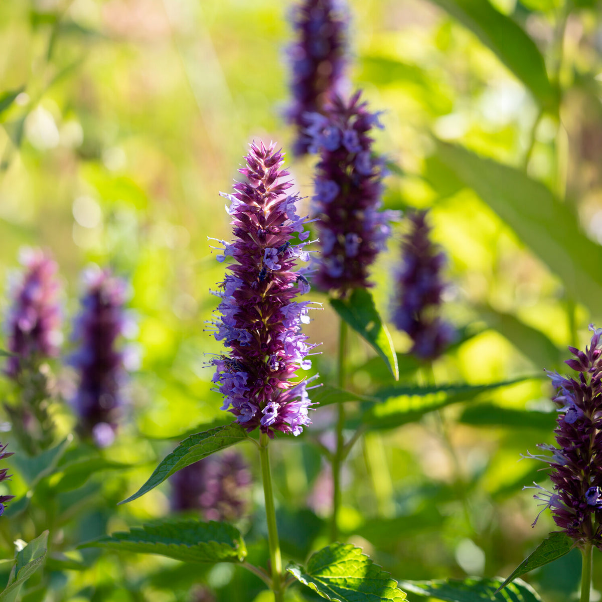 Dropplant Beelicious Purple - Bakker
