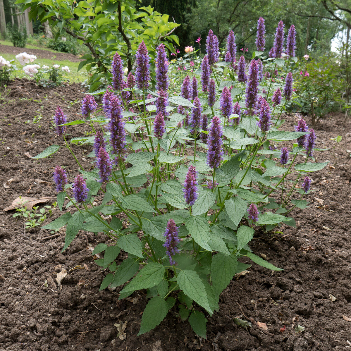 Dropplant Beelicious Purple - Agastache Agapd Beelicious® Purple - Bakker