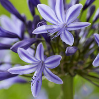 Afrikaanse lelie Navy Blue - Agapanthus Navy Blue - Bakker