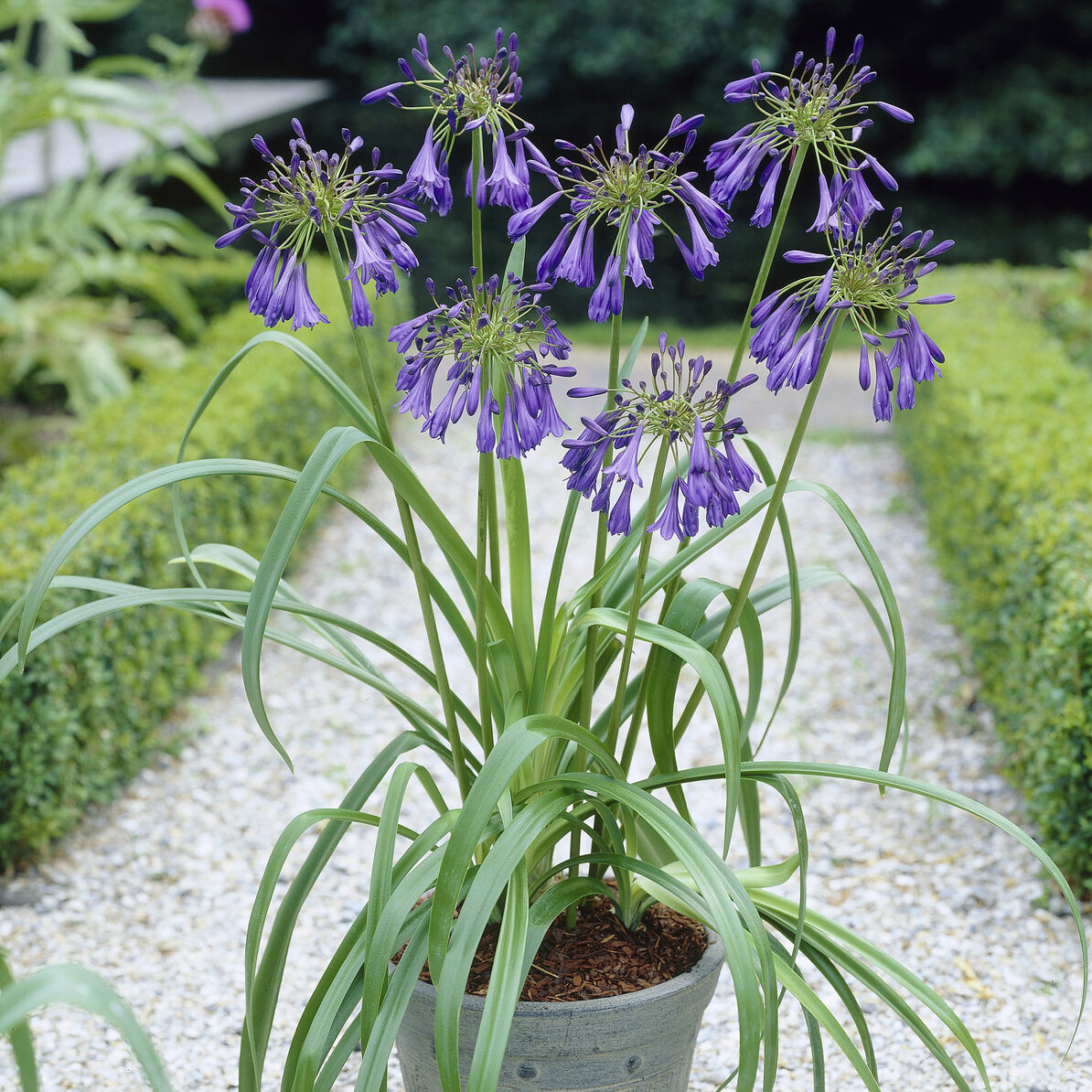 Agapanthus Purple Cloud / Afrikaanse lelie - Bakker