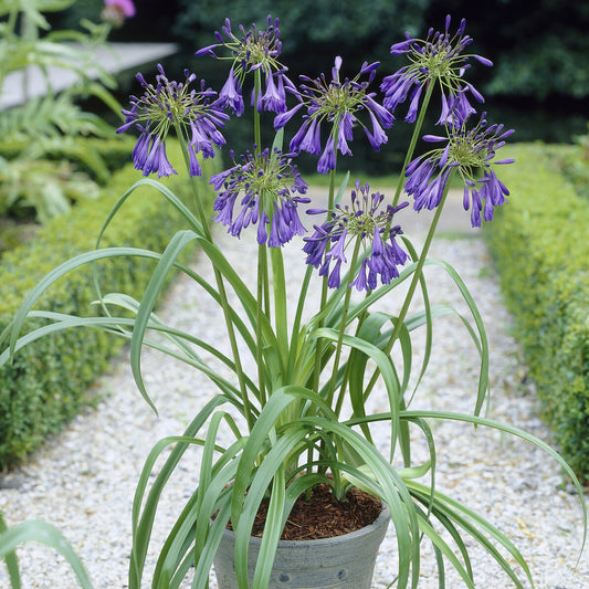 Agapanthus Purple Cloud / Afrikaanse lelie - Bakker