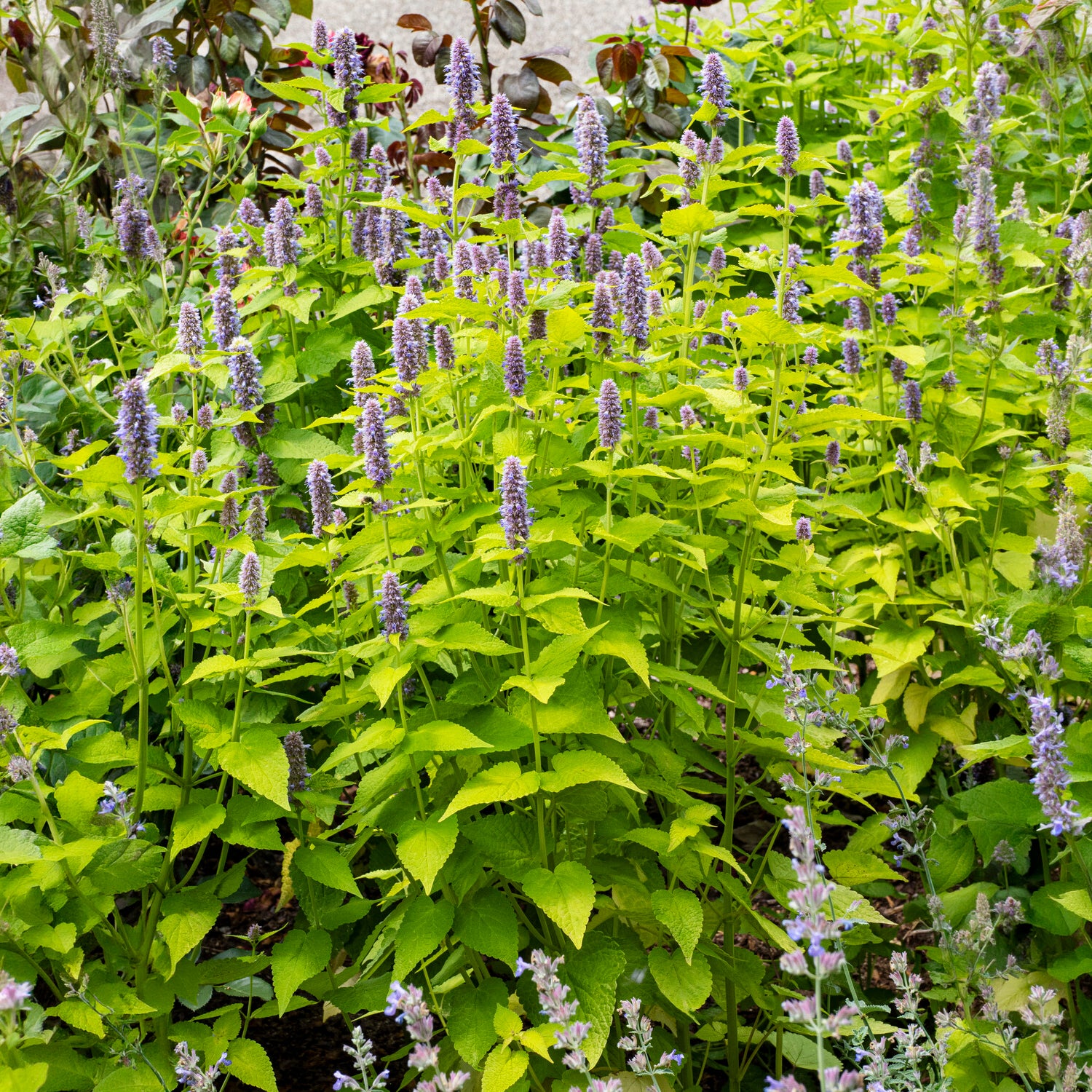 Dropplant Golden Jubilee - Agastache rugosa Golden Jubilee - Bakker