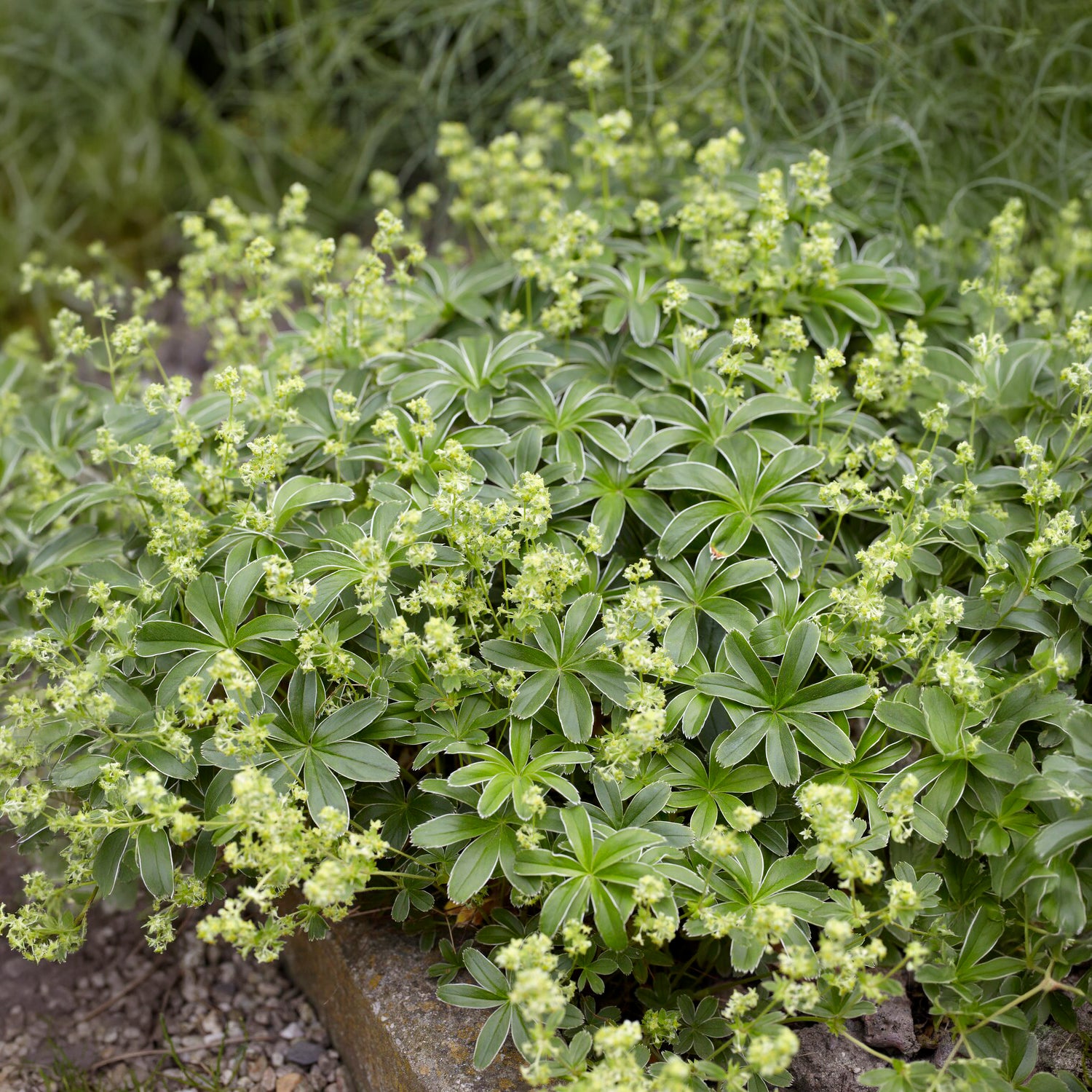 Alpiene vrouwenmantel - Bakker