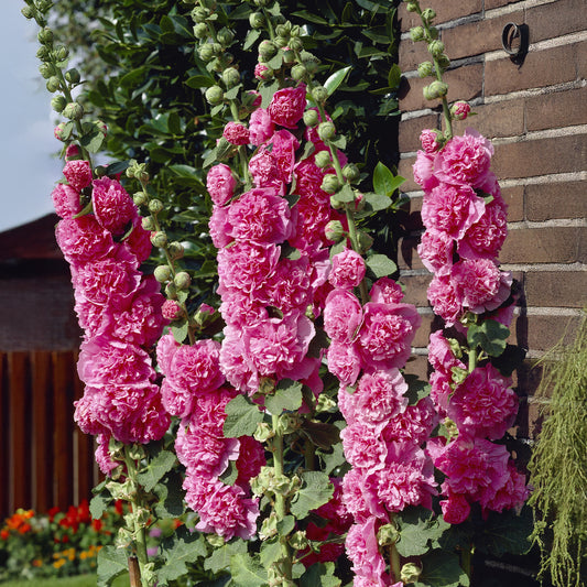 Dubbelbloemige stokroos - roze - Bakker