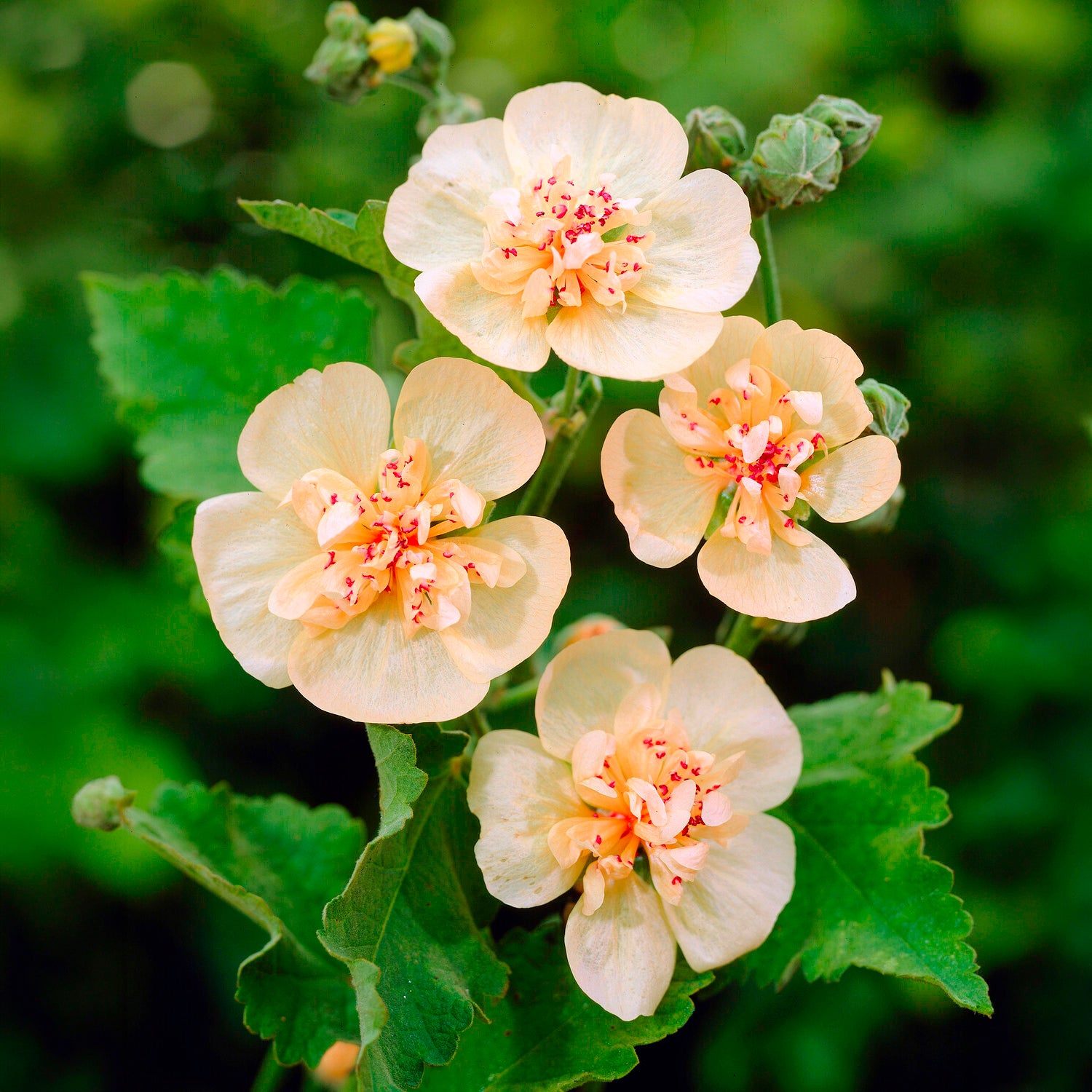 Alcalthaea suffrutescens Parkallee - Alcalthaea Parkallee - Bloeiende vaste planten