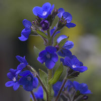 Ossetong Loddon Royalist - Bakker