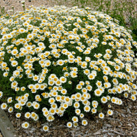 Verfkamille  Sauce Hollandaise - Anthemis x hybrida Sauce Hollandaise - Bakker