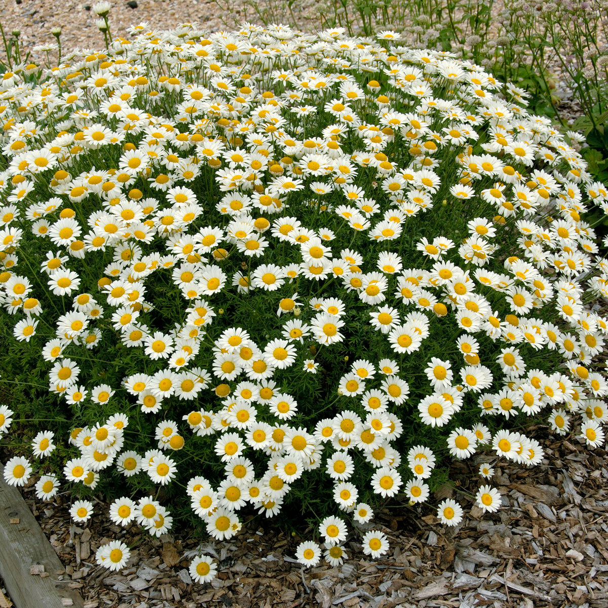 Verfkamille  Sauce Hollandaise - Anthemis x hybrida Sauce Hollandaise - Bakker