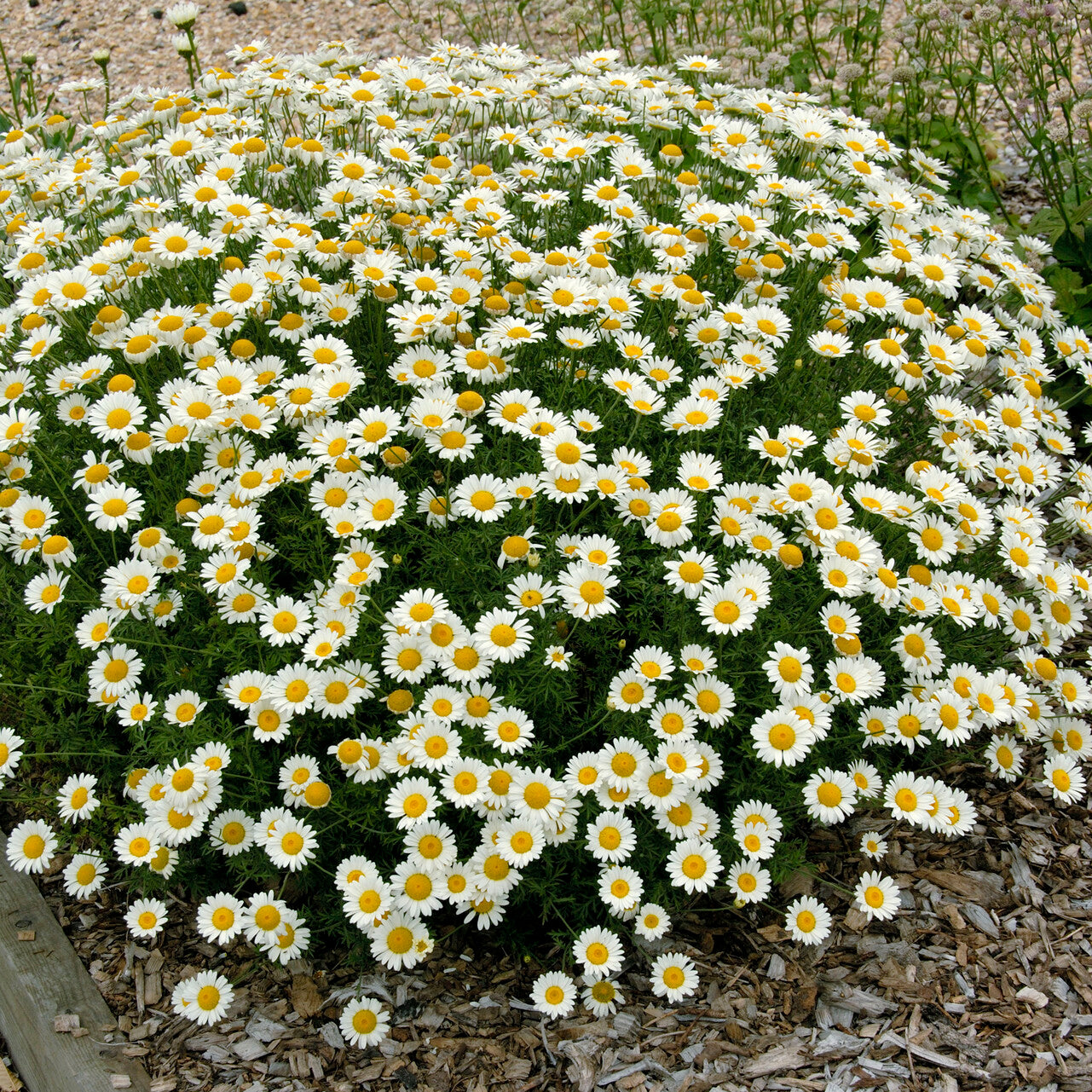 Verfkamille  Sauce Hollandaise - Anthemis x hybrida Sauce Hollandaise - Bakker
