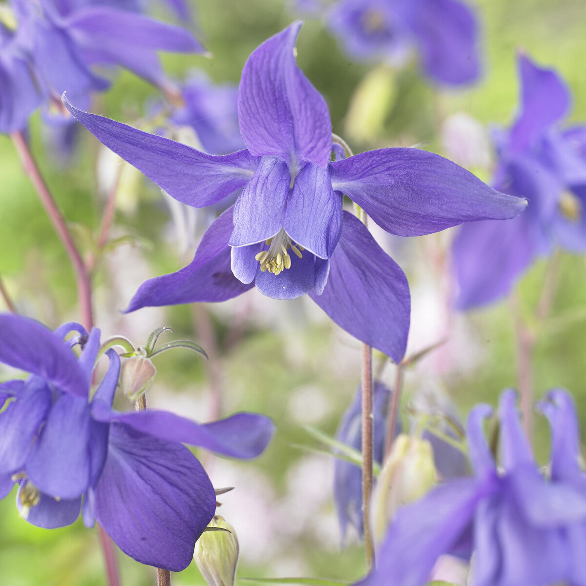 Akelei des Alpes - Aquilegia alpina - Bakker