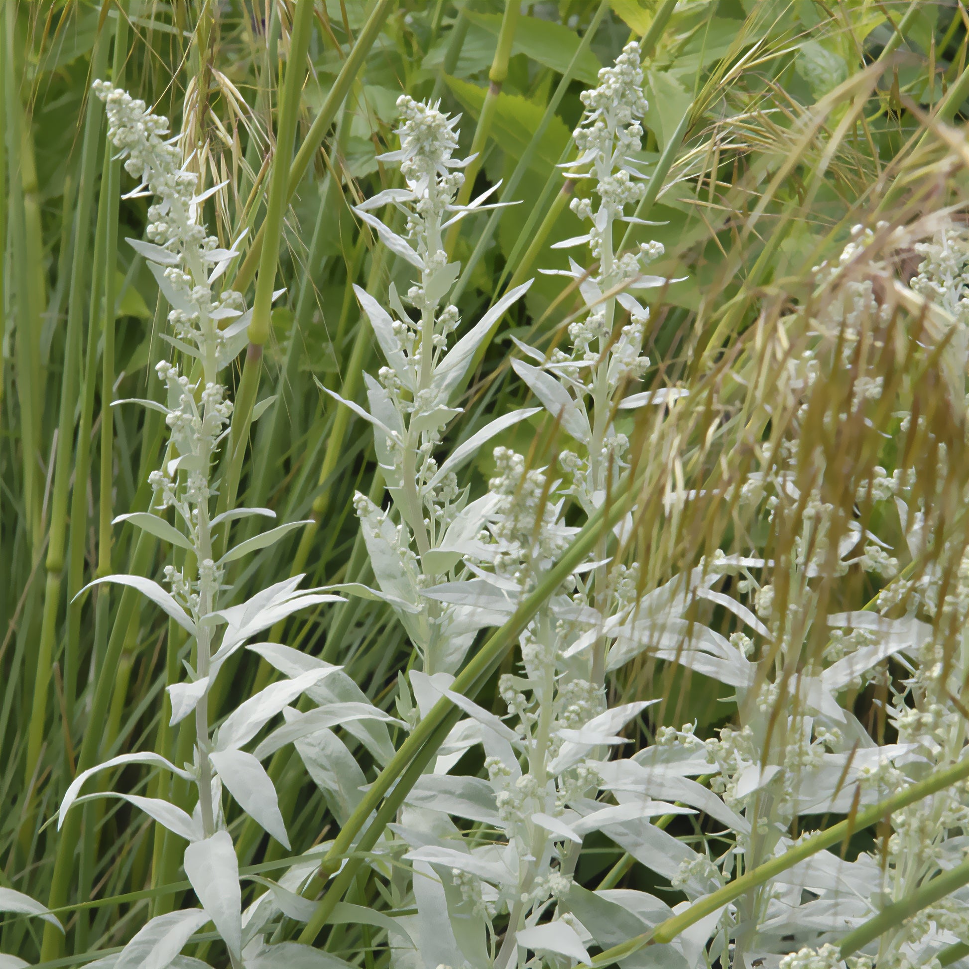 Westerse bijvoet - Artemisia ludoviciana silver queen - Bakker