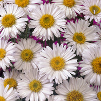 3 Alpinus Aster Albus - Aster alpinus Albus - Bakker