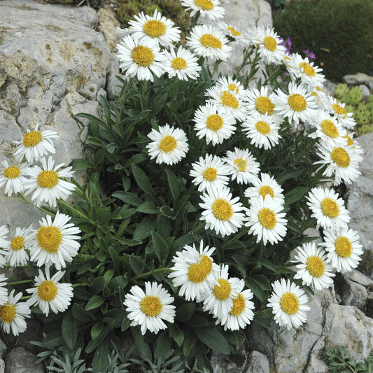 3 Alpinus Aster Albus