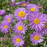 Aster alpinus Happy End - Aster Happy End - Aster