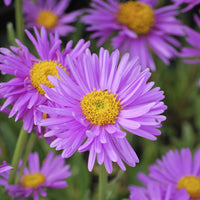 Aster - Aster Happy End - Aster alpinus Happy End