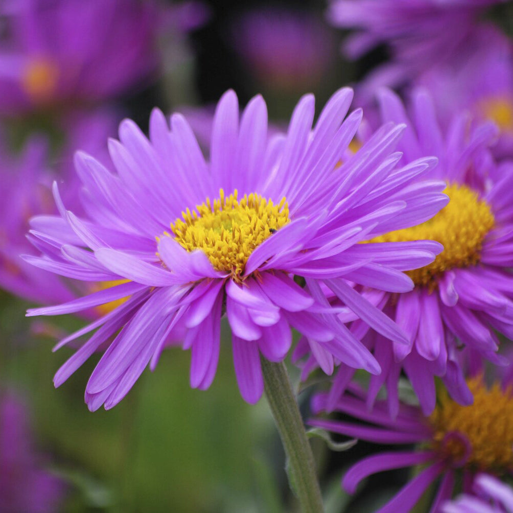 Aster Happy End - Aster alpinus Happy End - Bakker