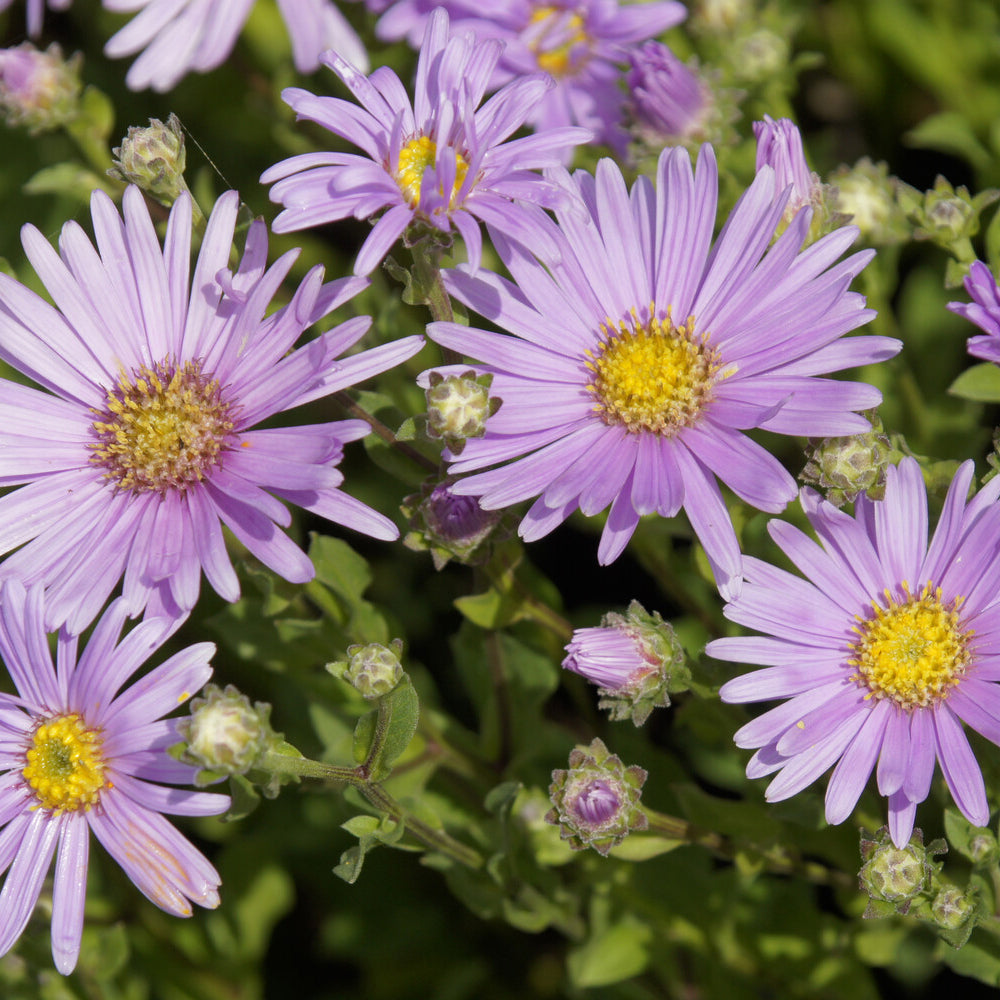Aster Rosa Erfüllung Oeil de Christ - Bakker