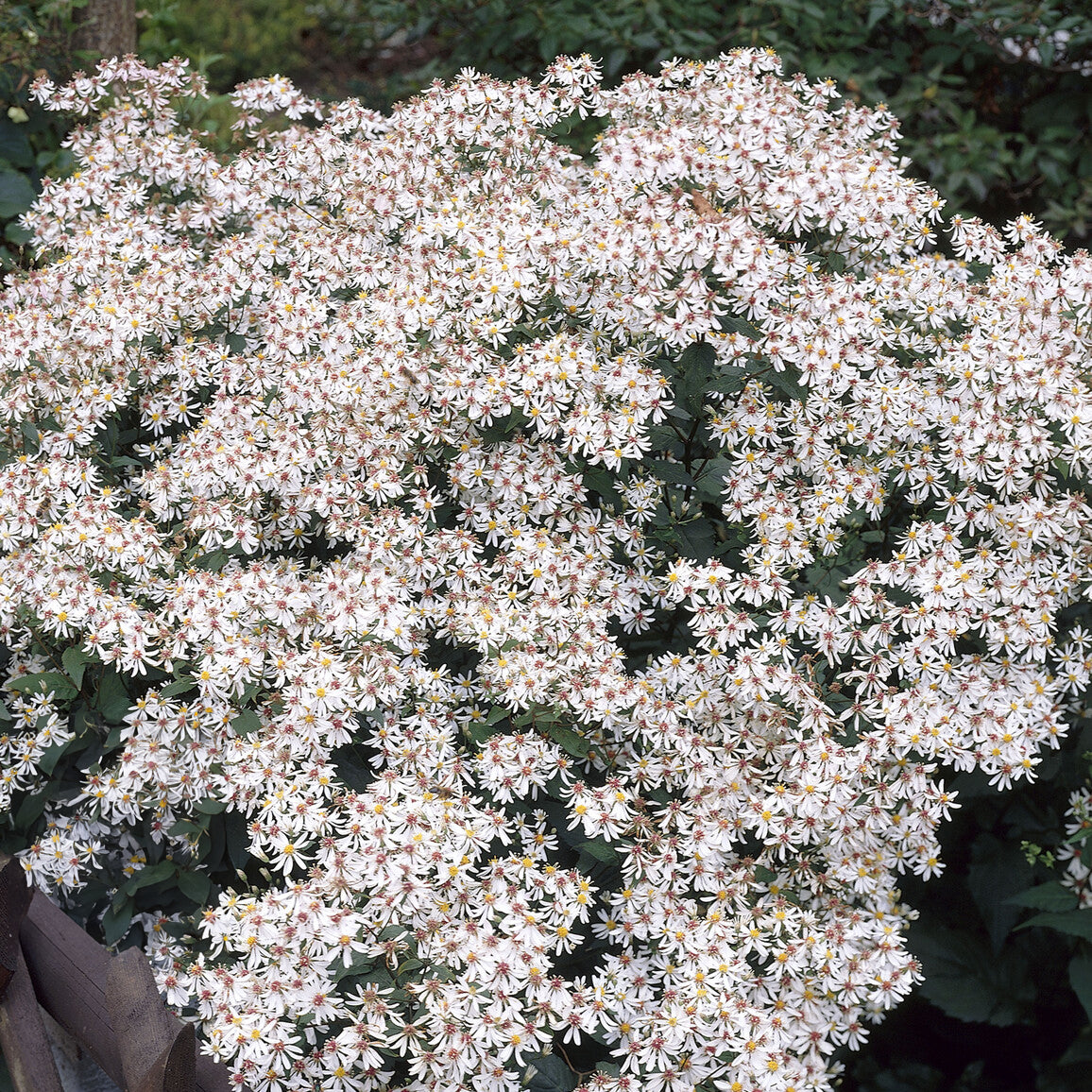 Aster - Aster divariqué - Aster divaricatus