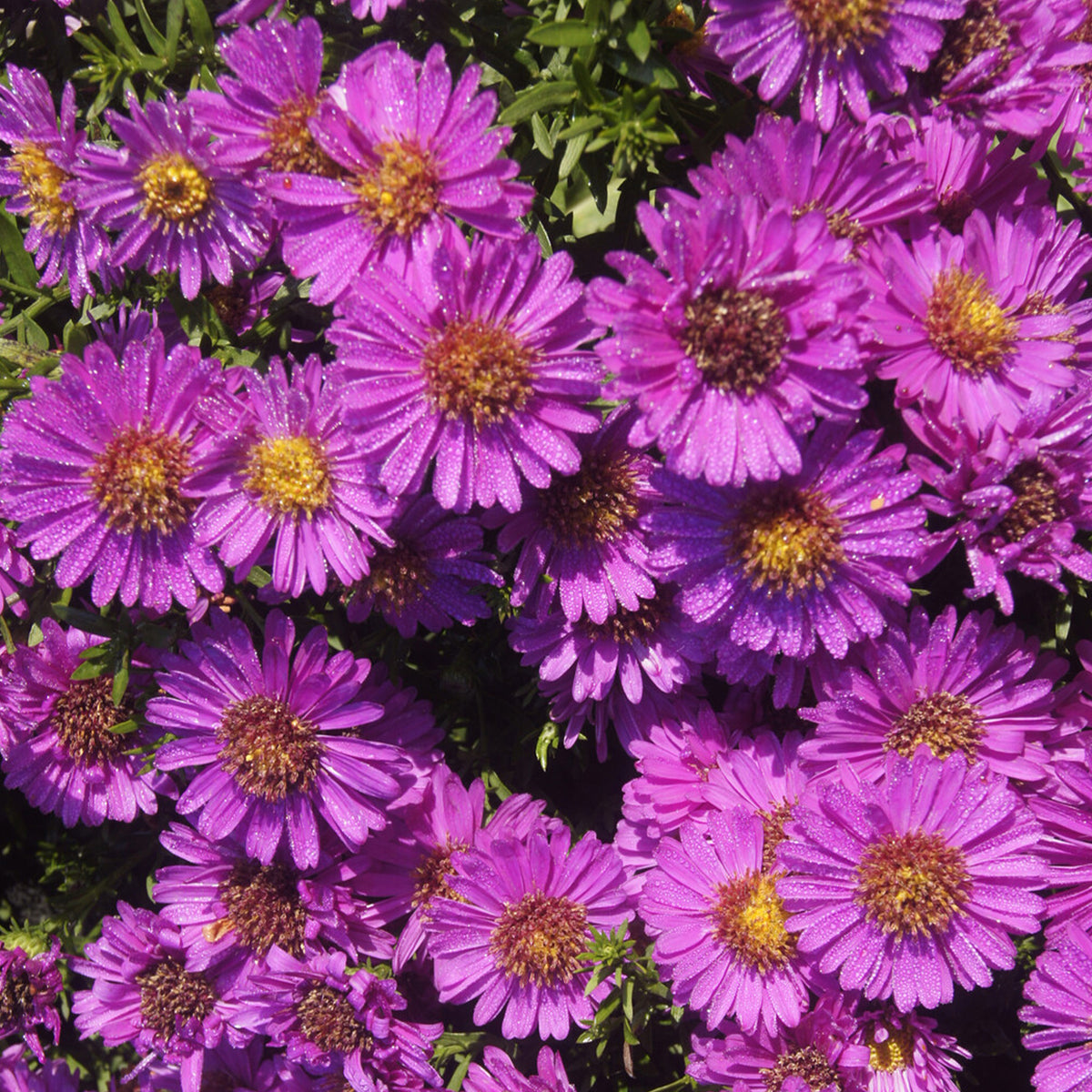 Herfstaster 'Starlight' - Aster novi-belgii starlight - Bakker